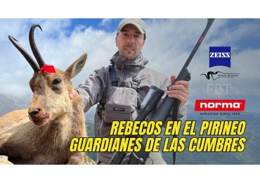 Rececho de rebecos en el Pirineo 